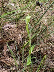 Pterostylis alpina