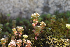 Sedum