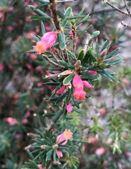 Brachyloma ericoides