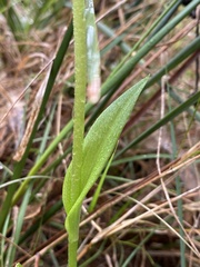 Pterostylis alpina