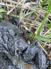 Ontholestes cingulatus