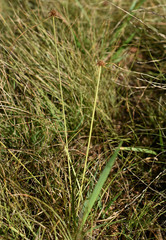 Cyperus pulchellus