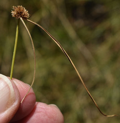 Cyperus pulchellus
