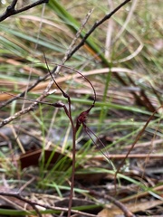 Acianthus caudatus