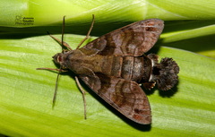Macroglossum