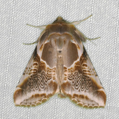 Habrosyne scripta