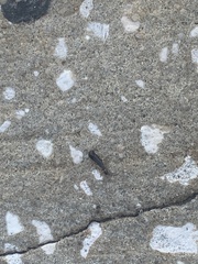 Euborellia annulipes