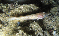 Gobius bucchichi