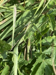 Chorthippus dorsatus