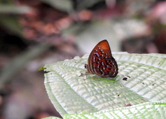 Taxila haquinus