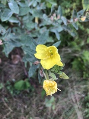 Oenothera biennis