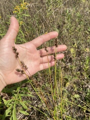 Carex spicata