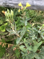 Oenothera biennis