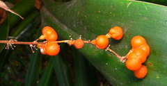 Dracaena aletriformis