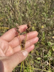Carex spicata