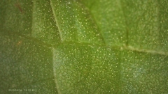 Helianthus strumosus