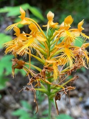 Platanthera ciliaris