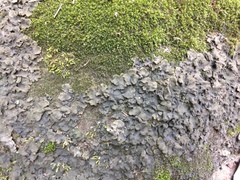 Peltigera evansiana