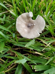 Amanita vaginata