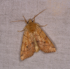 Enargia paleacea