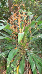 Dracaena aletriformis