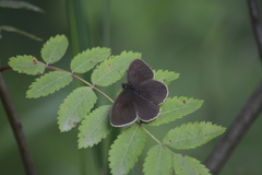 Aphantopus hyperantus
