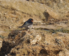 Hirundo neoxena