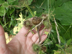 Arctium lappa
