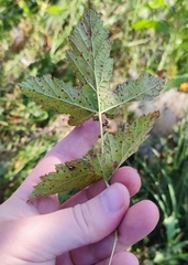Filipendula stepposa