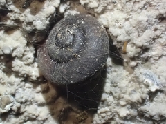 Ramogenia challengeri