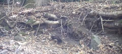 Mustela putorius