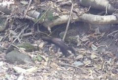 Mustela putorius