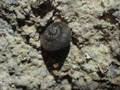 Ramogenia challengeri