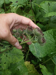 Arctium × ambiguum