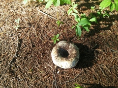 Russula brevipes