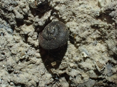 Ramogenia challengeri