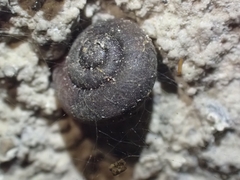Ramogenia challengeri