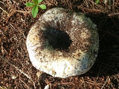 Russula brevipes