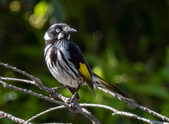 Phylidonyris novaehollandiae