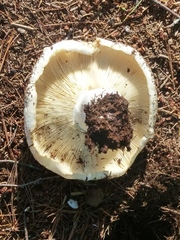 Russula brevipes