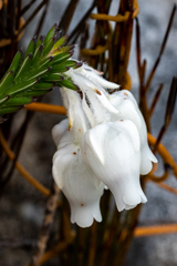 Erica calcareophila