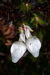Erica calcareophila