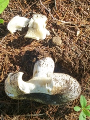 Russula brevipes