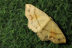 Cyclophora punctaria