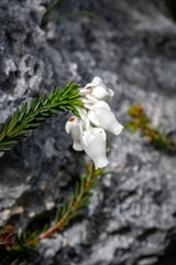 Erica calcareophila