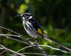 Phylidonyris novaehollandiae