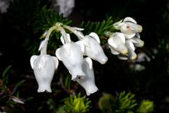 Erica calcareophila