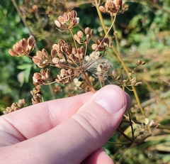 Pastinaca sativa sylvestris