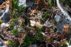 Erica calcareophila