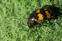 Nicrophorus vespillo